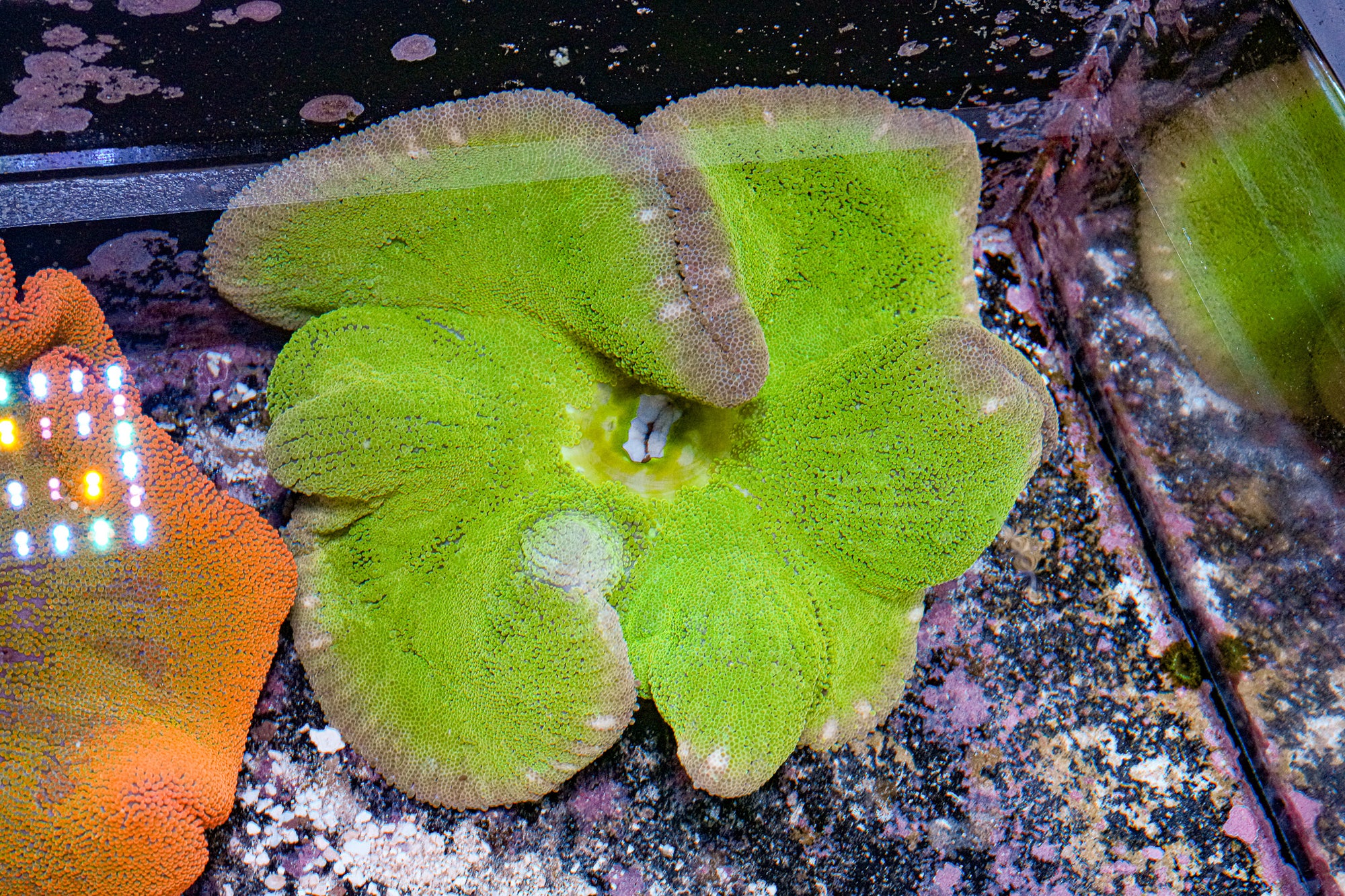 12-14"  ULTRA Haddoni Carpet