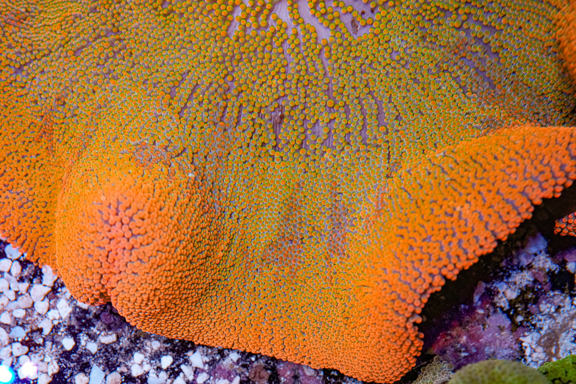 8-10" Rainbow Haddoni Carpet