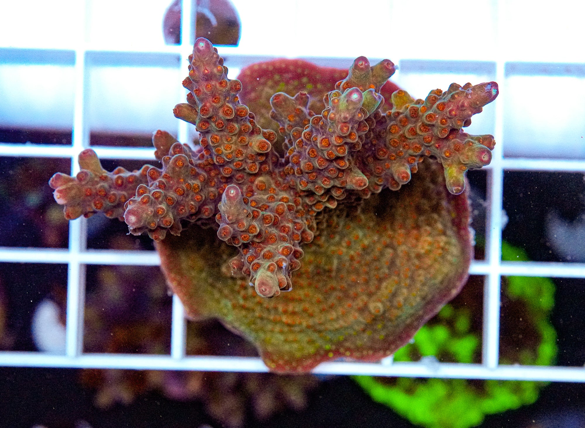 MC Volvano Acro Mini Colony