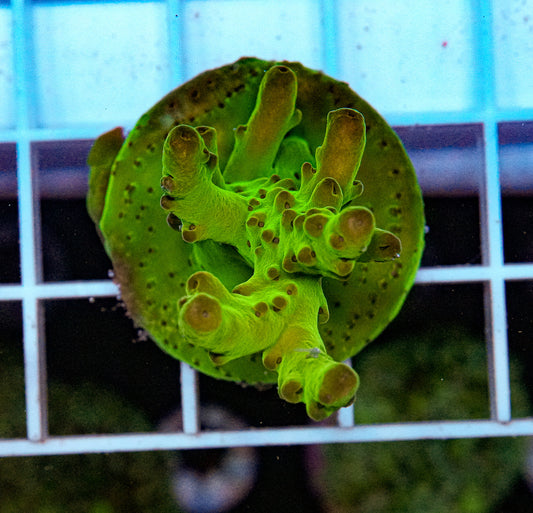 Smooth Skin Acropora