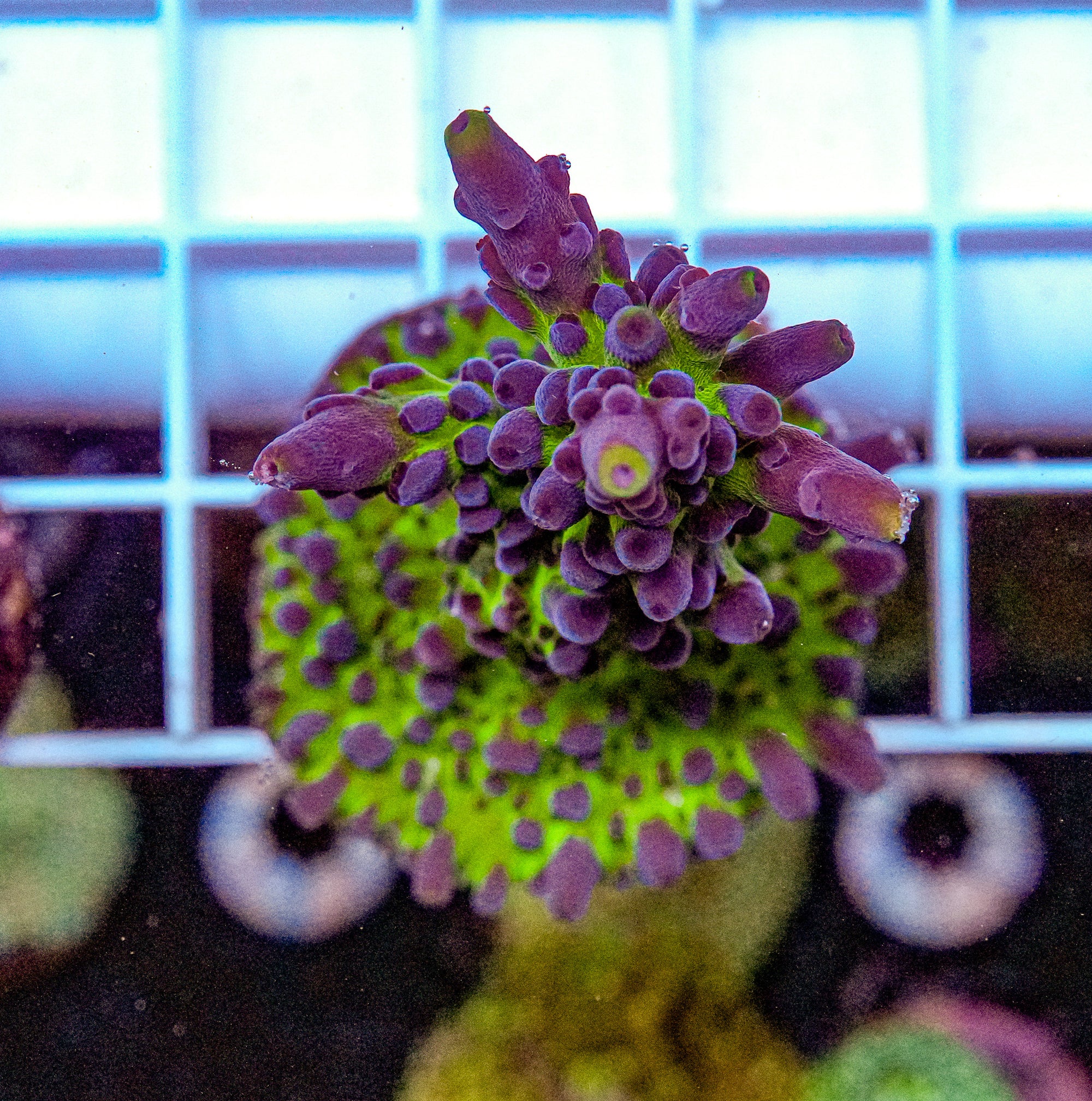 XL Cali Tort Frag