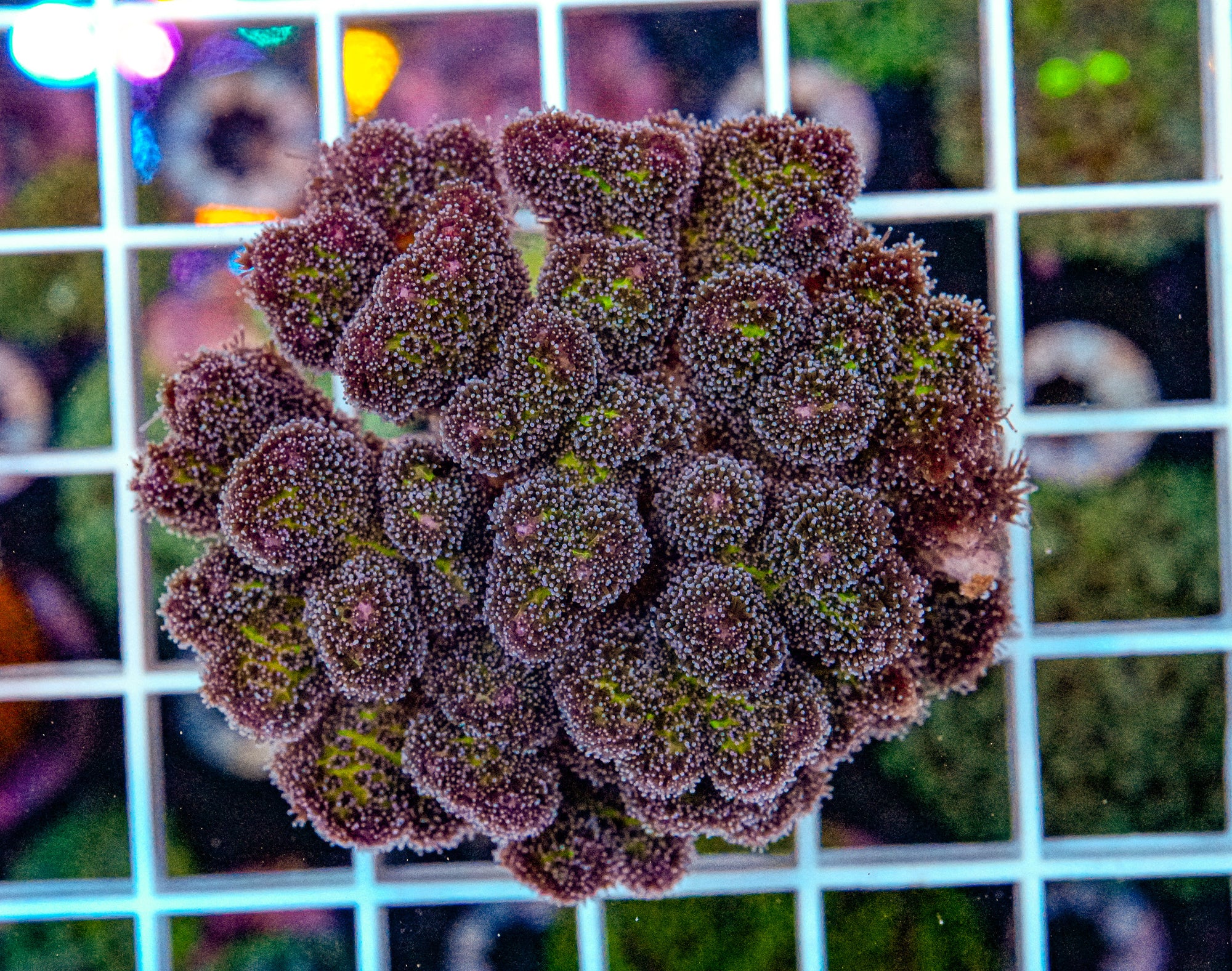 HARDY Poccilipora