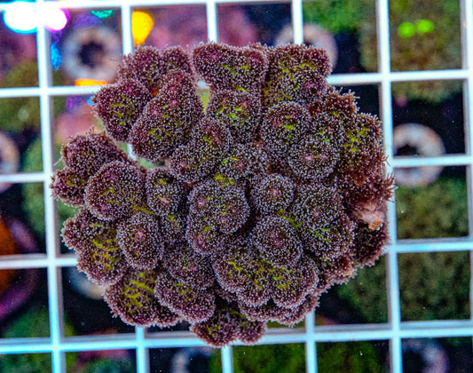 HARDY Poccilipora