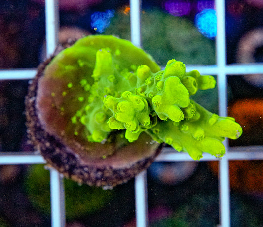 Deep Water Acropora