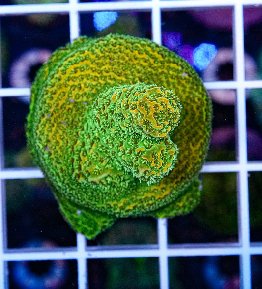 Rainbow Milli