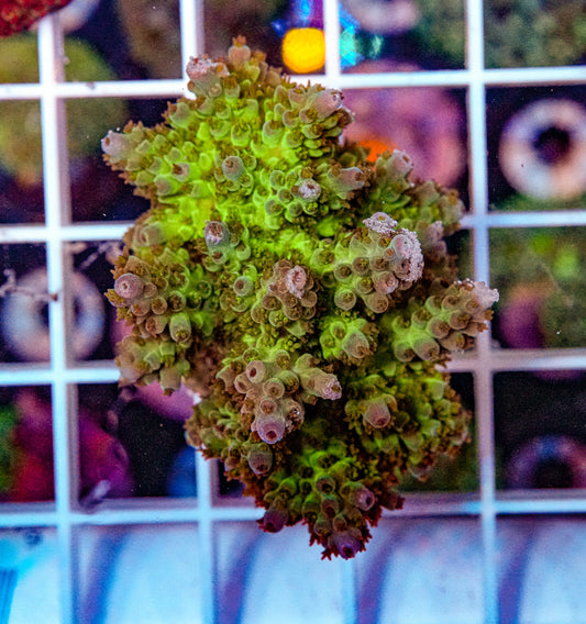 ULTRA Acropora