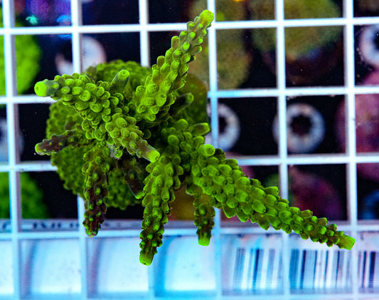 ULTRA Acropora