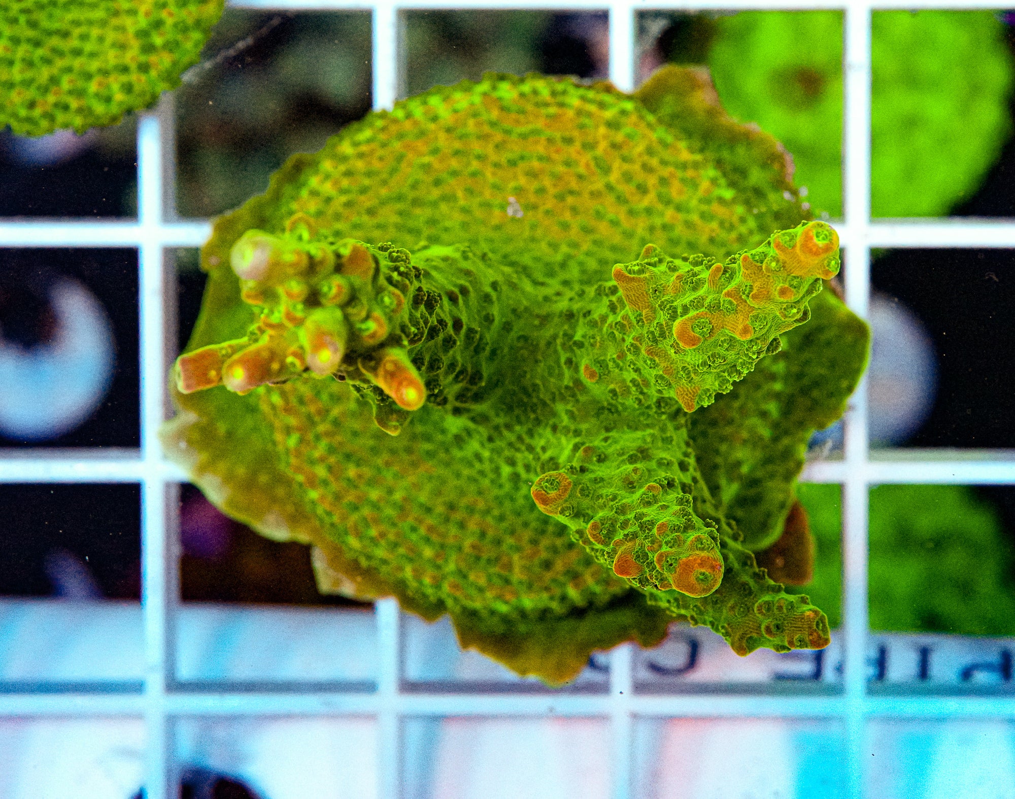 ULTRA Acropora
