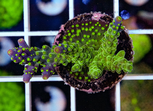 Tri-Color Acropora