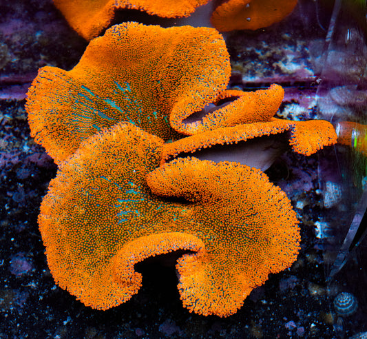 RED & BLUE Haddoni