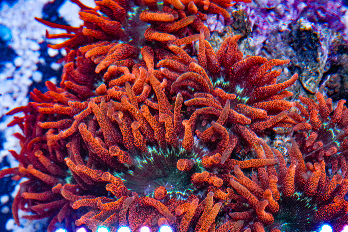 3" Black Widow Anemone