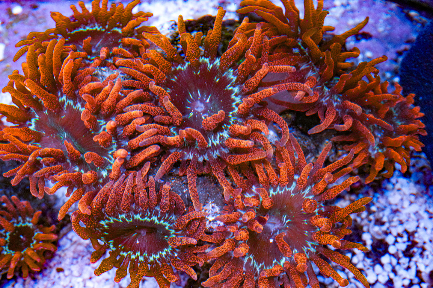 3" Black Widow Anemone