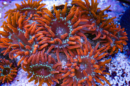3" Black Widow Anemone