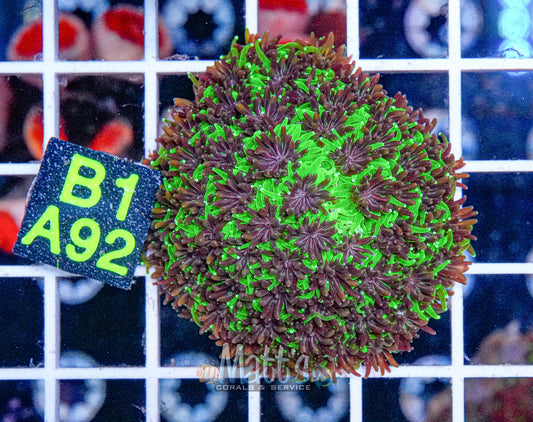 Galaxea Frag Full Plug “WYSIWYG”