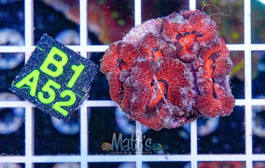 Red Acan Lord“WYSIWYG”