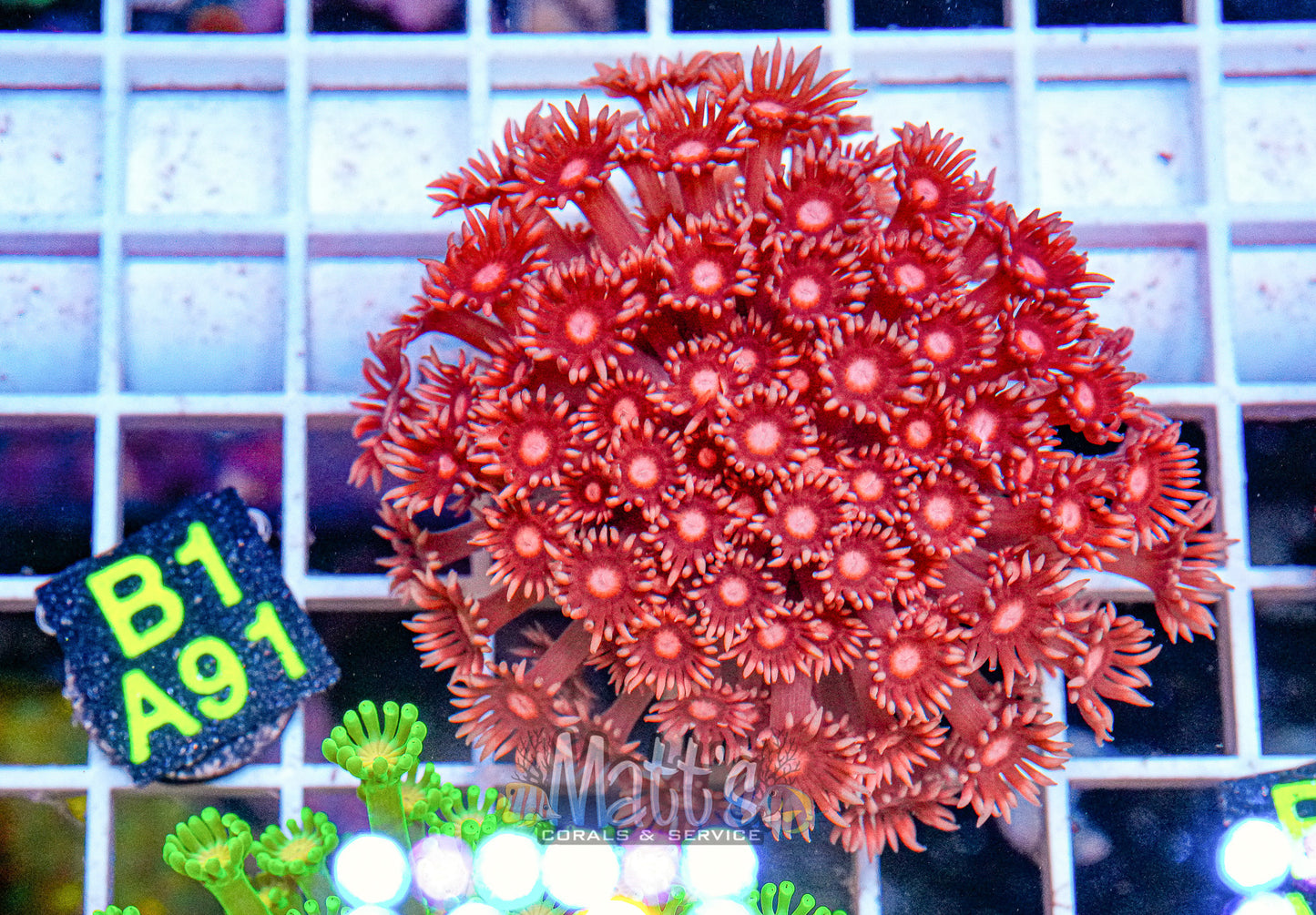 Red Goniopora Full Plug “WYSIWYG”