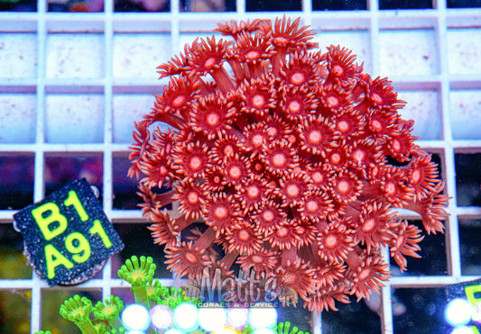 Red Goniopora Full Plug “WYSIWYG”