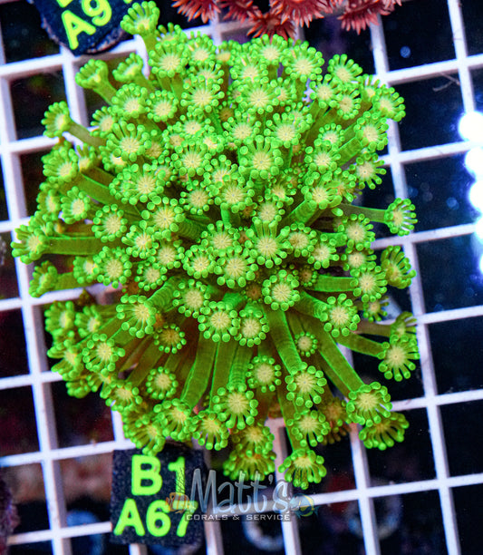 Green Alveopora Full Plug “WYSIWYG”