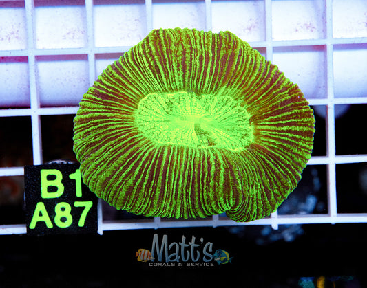 Neon Green Trachy Brain “WYSIWYG”