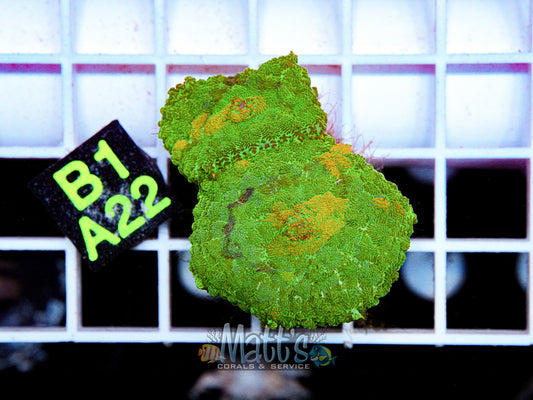 Green Rhodactis Mushroom “WYSIWYG”