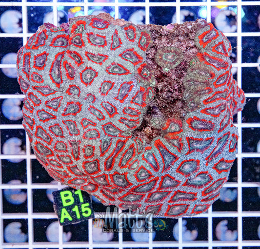 Ultra Acan Lord Colony “WYSIWYG”