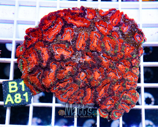 Ultra Acan Lord Colony “WYSIWYG”