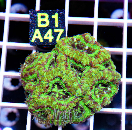 Ultra Acan Lord Colony “WYSIWYG”
