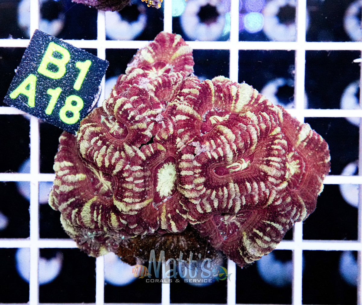 Ultra Acan Lord Colony “WYSIWYG”
