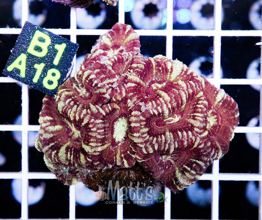 Ultra Acan Lord Colony “WYSIWYG”