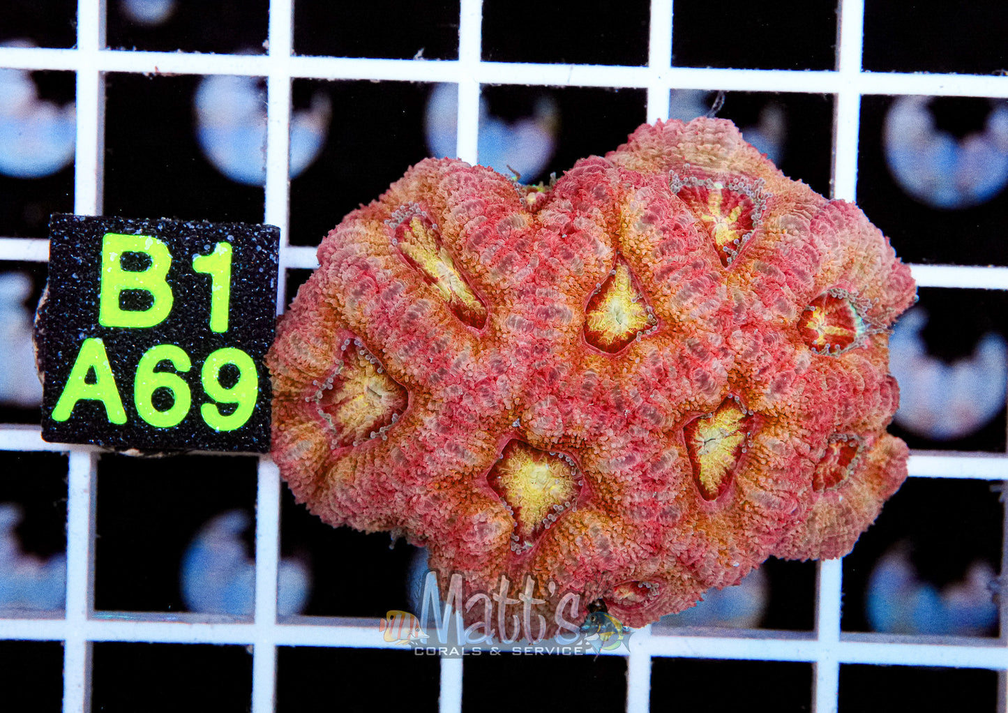 Ultra Acan Lord Colony “WYSIWYG”