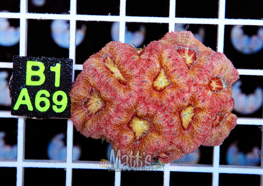 Ultra Acan Lord Colony “WYSIWYG”
