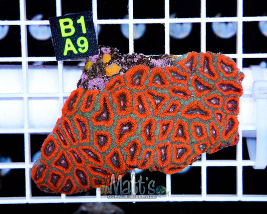 Ultra Acan Lord Colony “WYSIWYG”