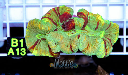 Rainbow Trachyphyllia “WYSIWYG”