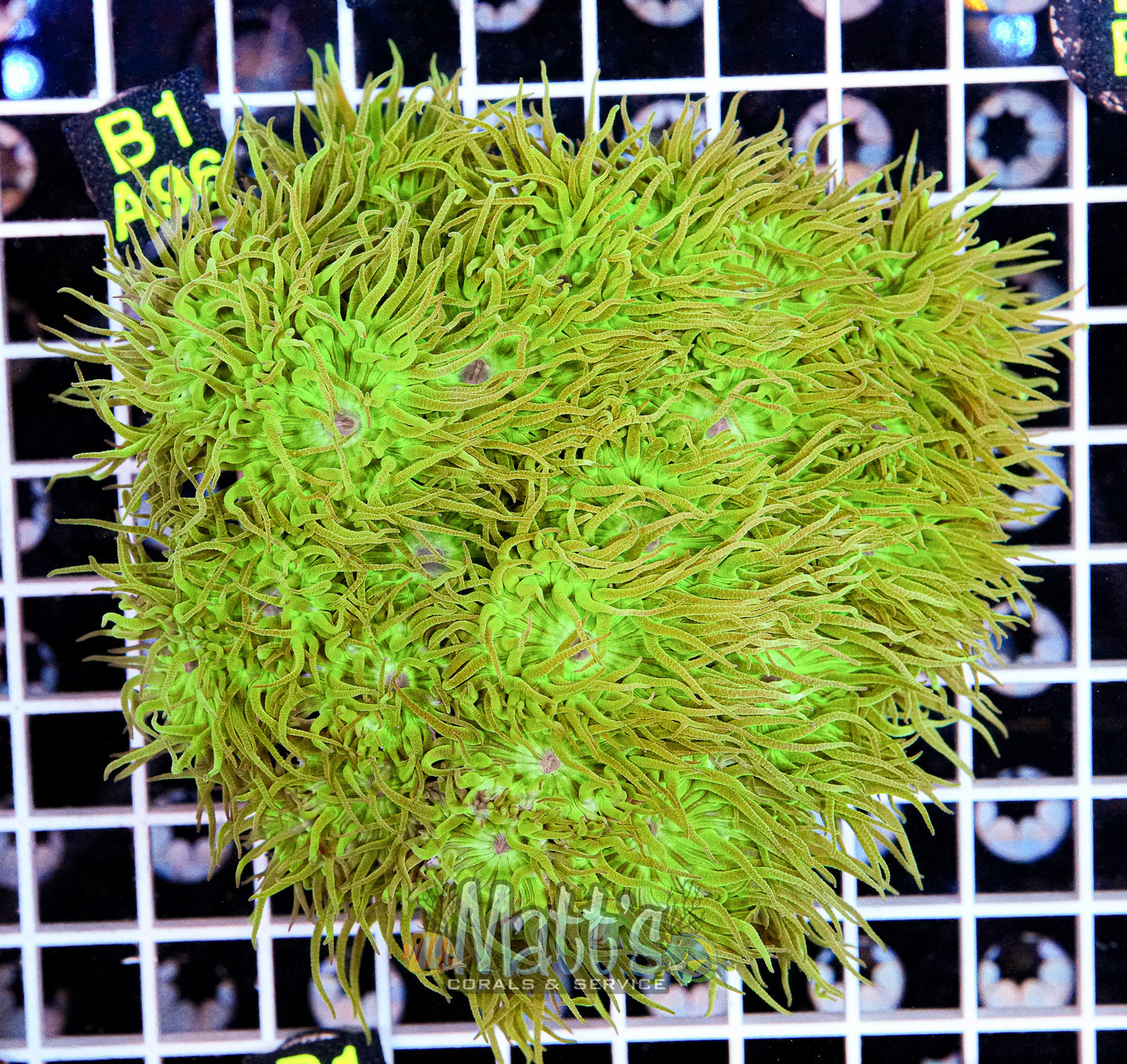 HUGE Green Duncan Colony “WYSIWYG”