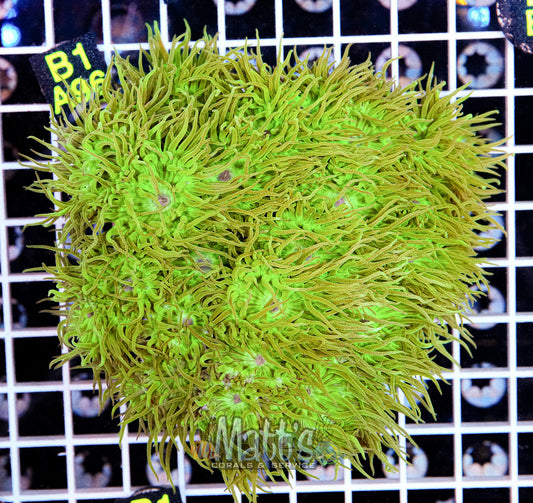 HUGE Green Duncan Colony “WYSIWYG”