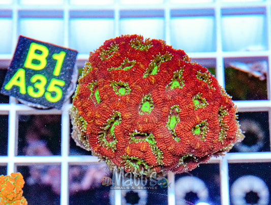 Red/Green Acan Lord “WYSIWYG”