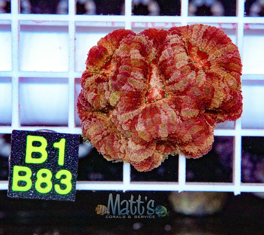 Purple Stripped Acan Lord “WYSIWYG”
