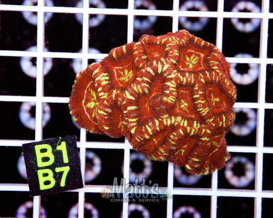 Stripped Acan Lord “WYSIWYG”
