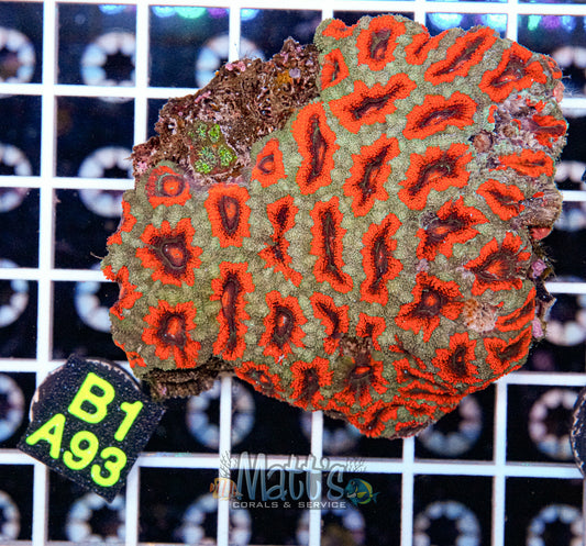 Acan Lord “WYSIWYG”
