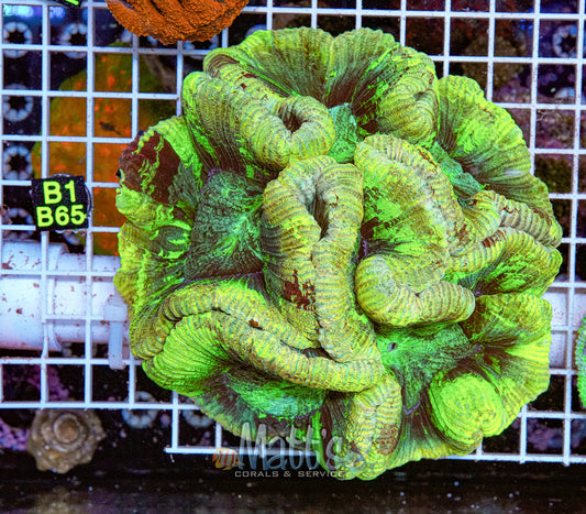 Neon Green Trachy Brain “WYSIWYG”
