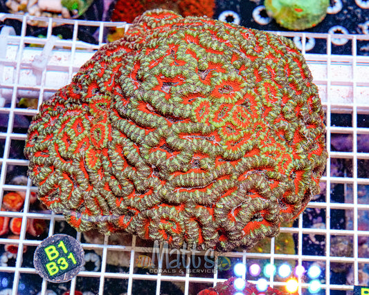 Crazy Rainbow Acan Lord “WYSIWYG”