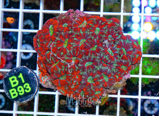Rainbow Acan Lord “WYSIWYG”