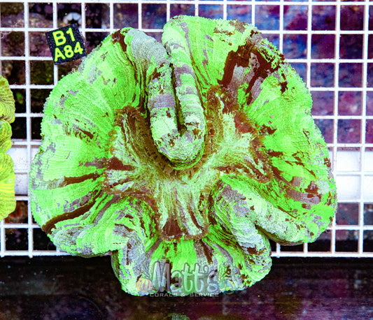 Neon Green Trachy Brain “WYSIWYG”