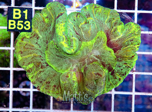 Neon Green Trachy Brain “WYSIWYG”