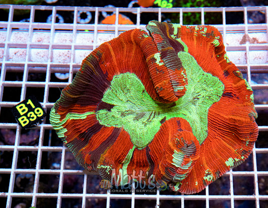 Red/Green Trachy Brain “WYSIWYG”
