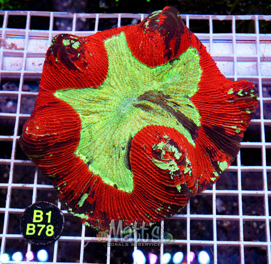 Red/Green Trachy Brain “WYSIWYG”