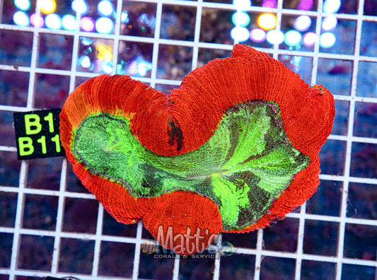 Red/Green Trachy Brain “WYSIWYG”