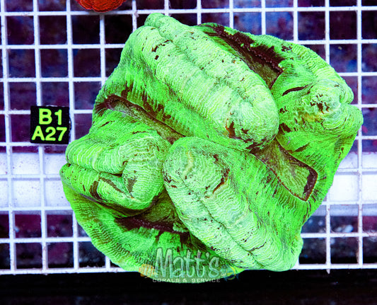 Neon Green Trachy Brain “WYSIWYG”