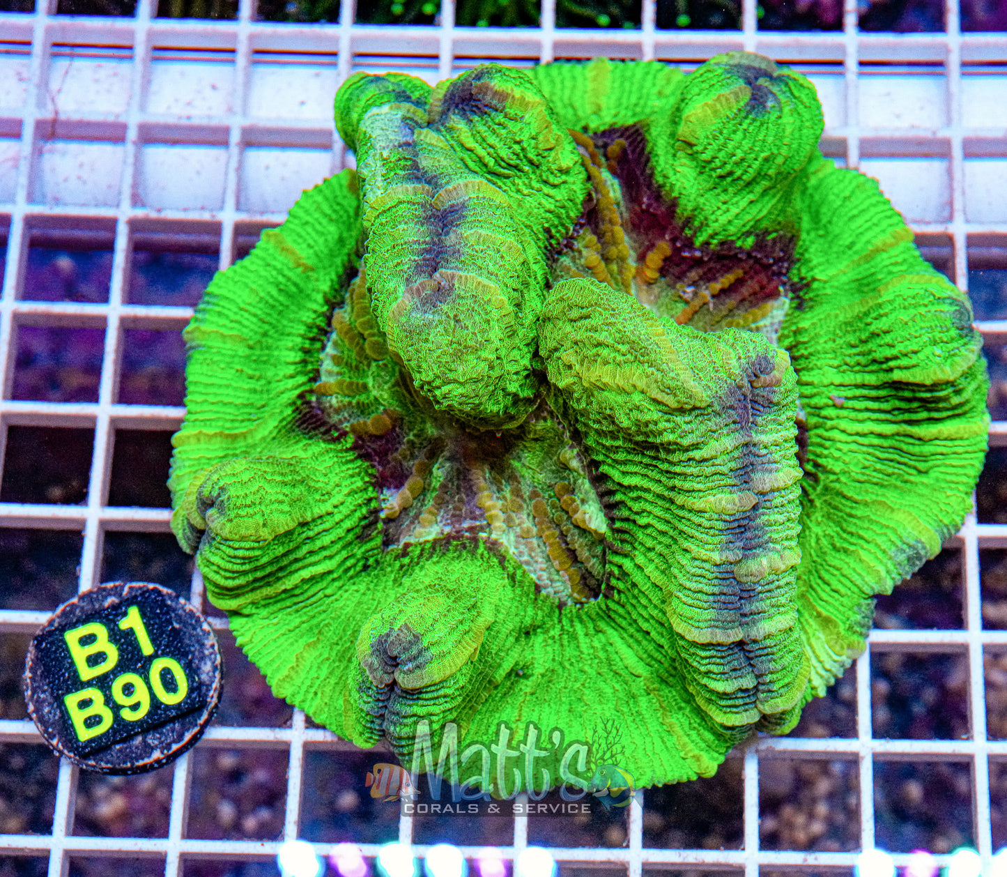 Neon Green Trachy Brain “WYSIWYG”