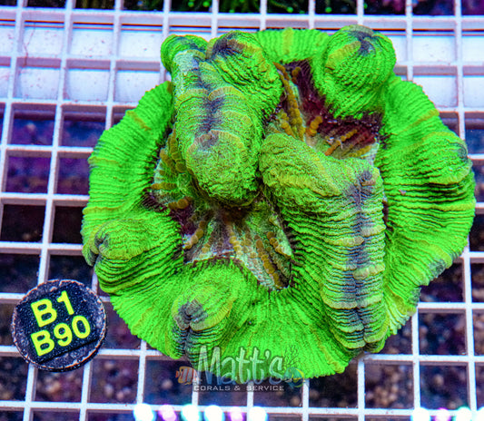 Neon Green Trachy Brain “WYSIWYG”